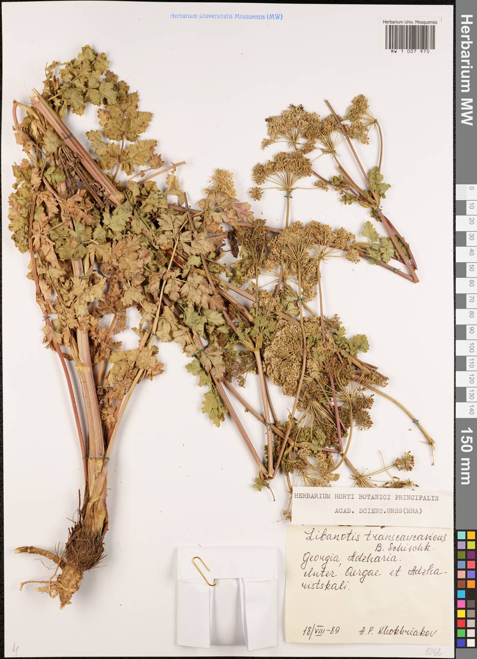 Жабрица закавказская (Schischk.) Pimenov & Sdobnina, Кавказ, Грузия (K4) (Грузия)