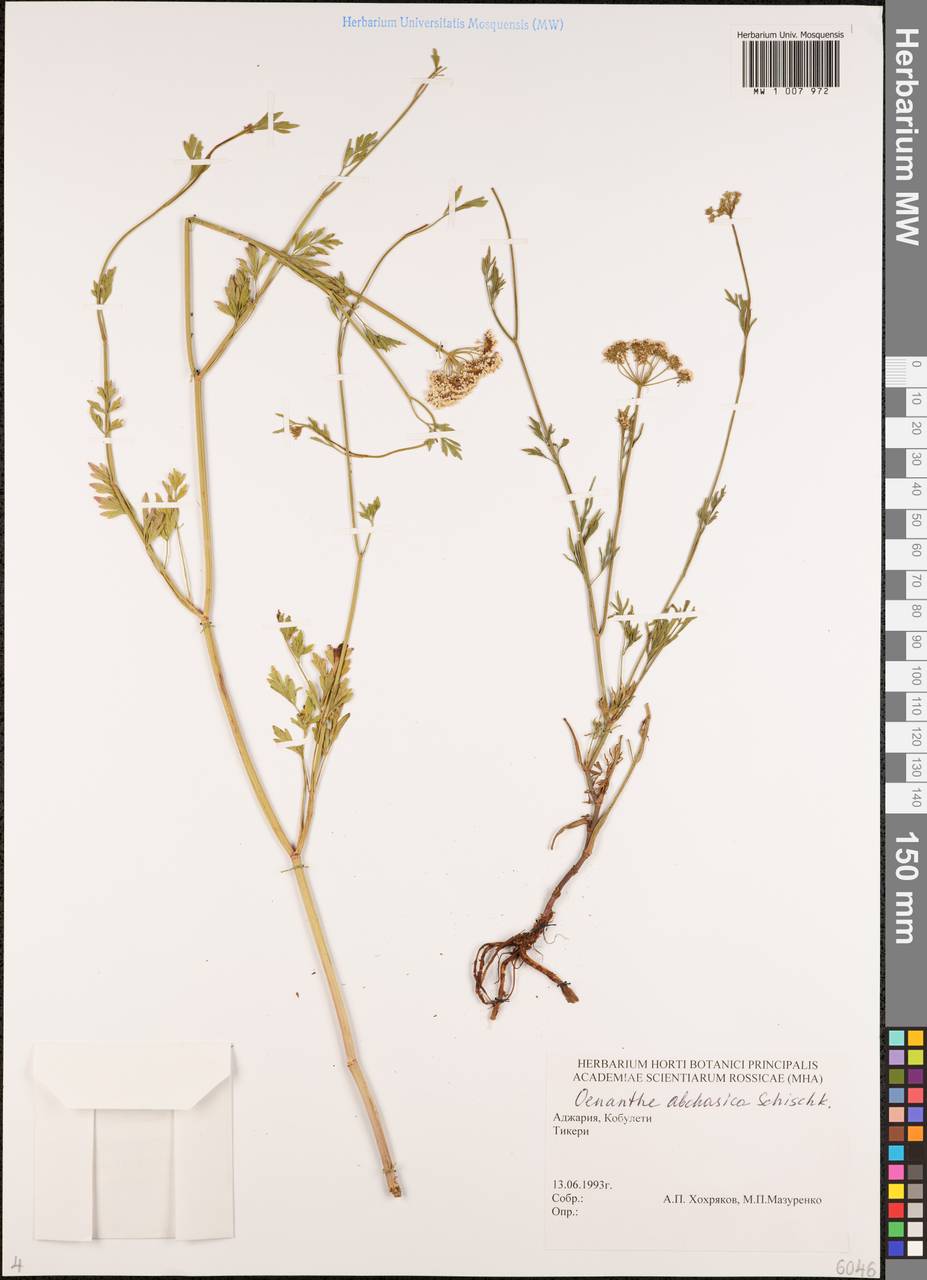 Oenanthe abchasica Schischk., Кавказ, Грузия (K4) (Грузия)