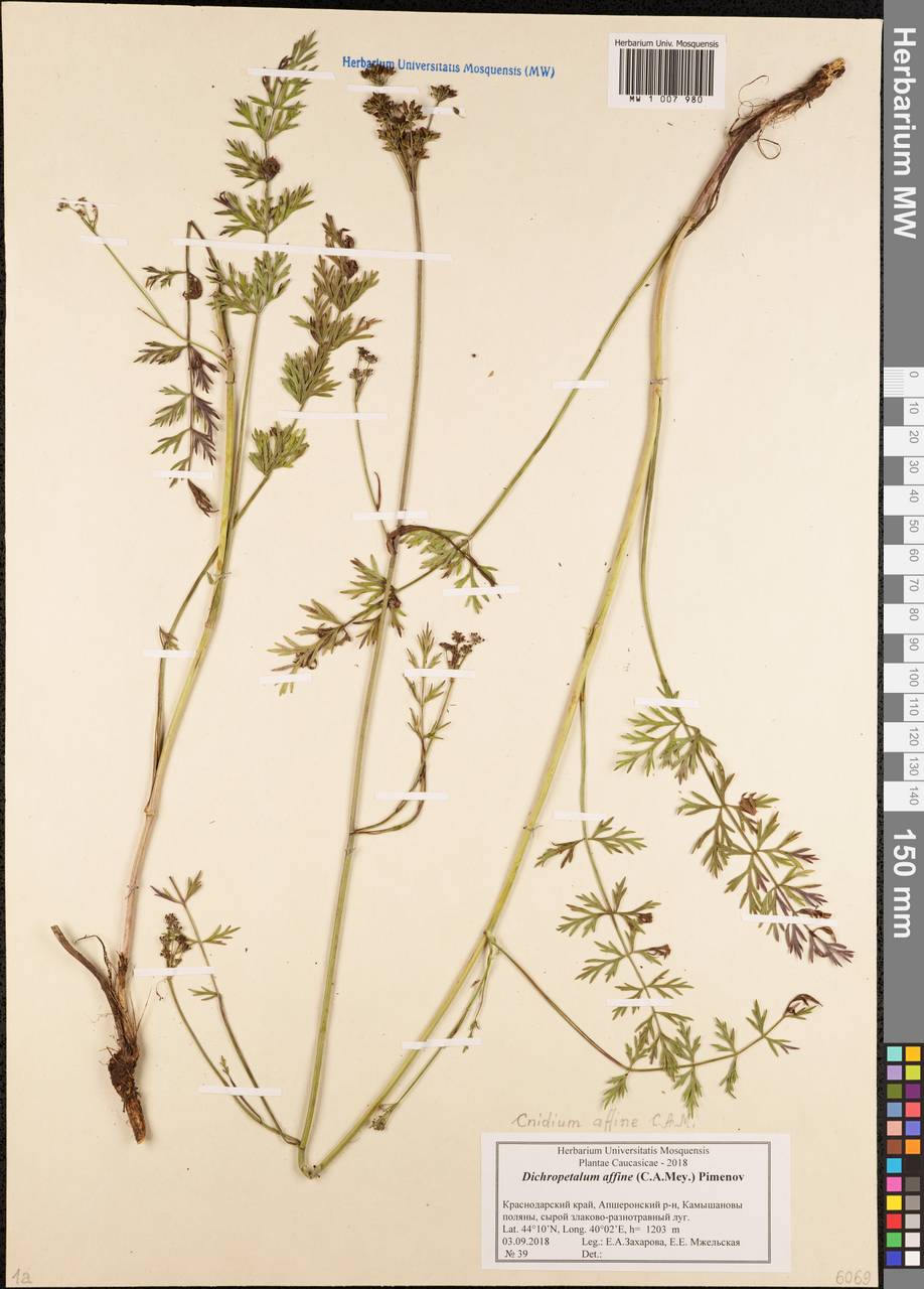 Дихоропеталум пшавский (Boiss.) Pimenov & Kljuykov, Кавказ, Краснодарский край и Адыгея (K1a) (Россия)