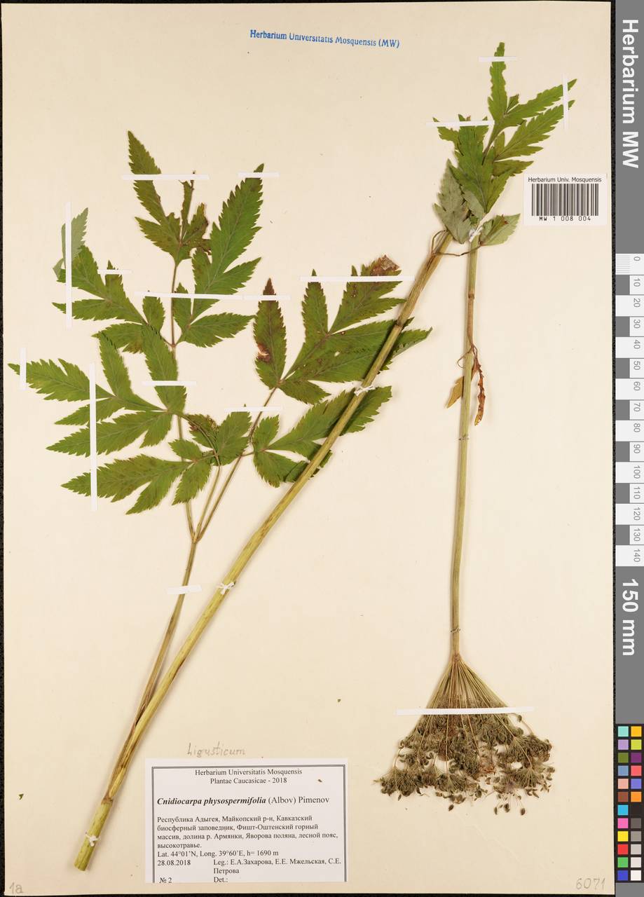 Selinum physospermifolium (Albov) Hand, Кавказ, Краснодарский край и Адыгея (K1a) (Россия)