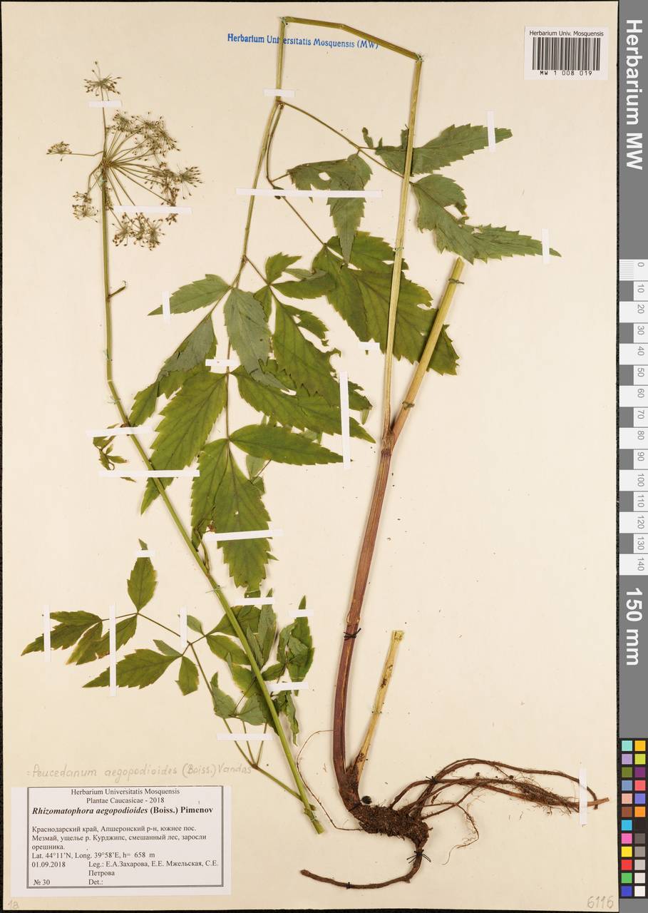 Rhizomatophora aegopodioides (Boiss.) Pimenov, Кавказ, Краснодарский край и Адыгея (K1a) (Россия)