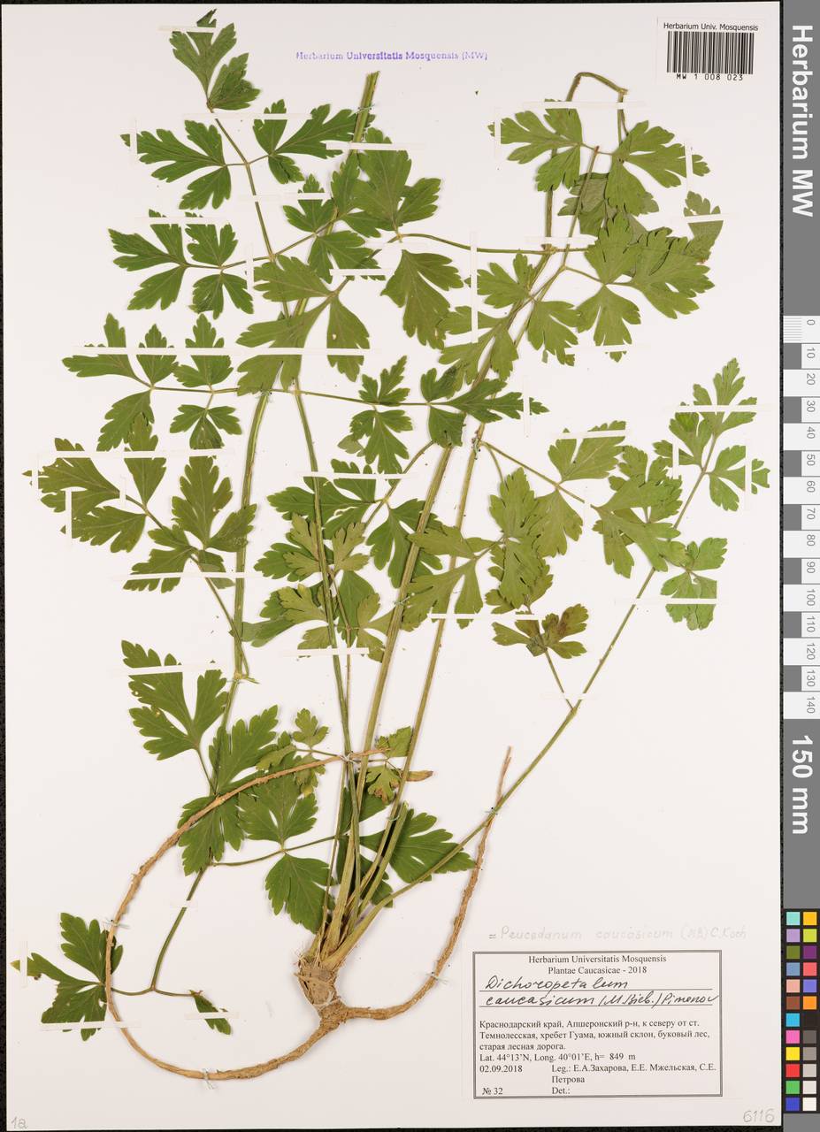 Дихоропеталум кавказский (M.Bieb.) Soldano, Galasso & Banfi, Кавказ, Краснодарский край и Адыгея (K1a) (Россия)