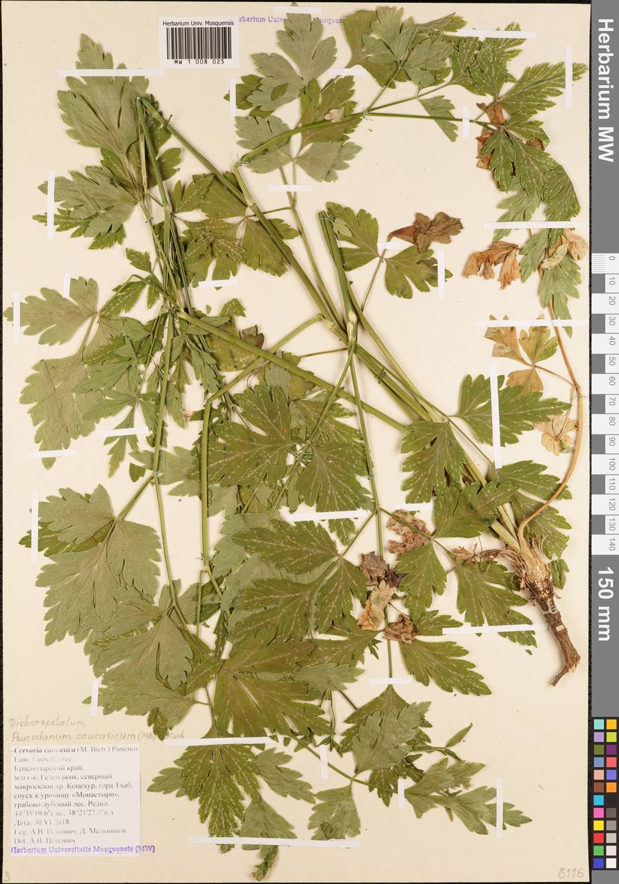 Дихоропеталум кавказский (M.Bieb.) Soldano, Galasso & Banfi, Кавказ, Черноморское побережье (от Новороссийска до Адлера) (K3) (Россия)