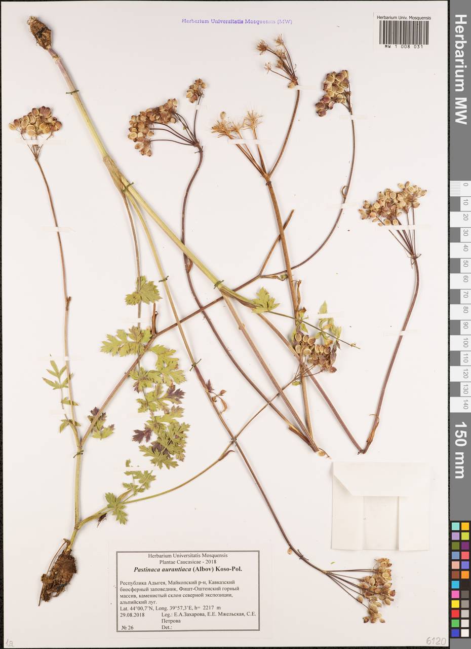 Пастернак оранжевый (Albov) Kolak., Кавказ, Краснодарский край и Адыгея (K1a) (Россия)