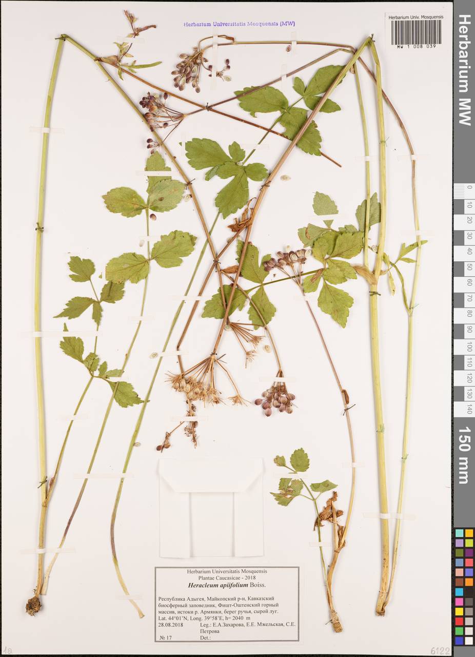 Борщевик сельдереелистный Boiss., Кавказ, Краснодарский край и Адыгея (K1a) (Россия)