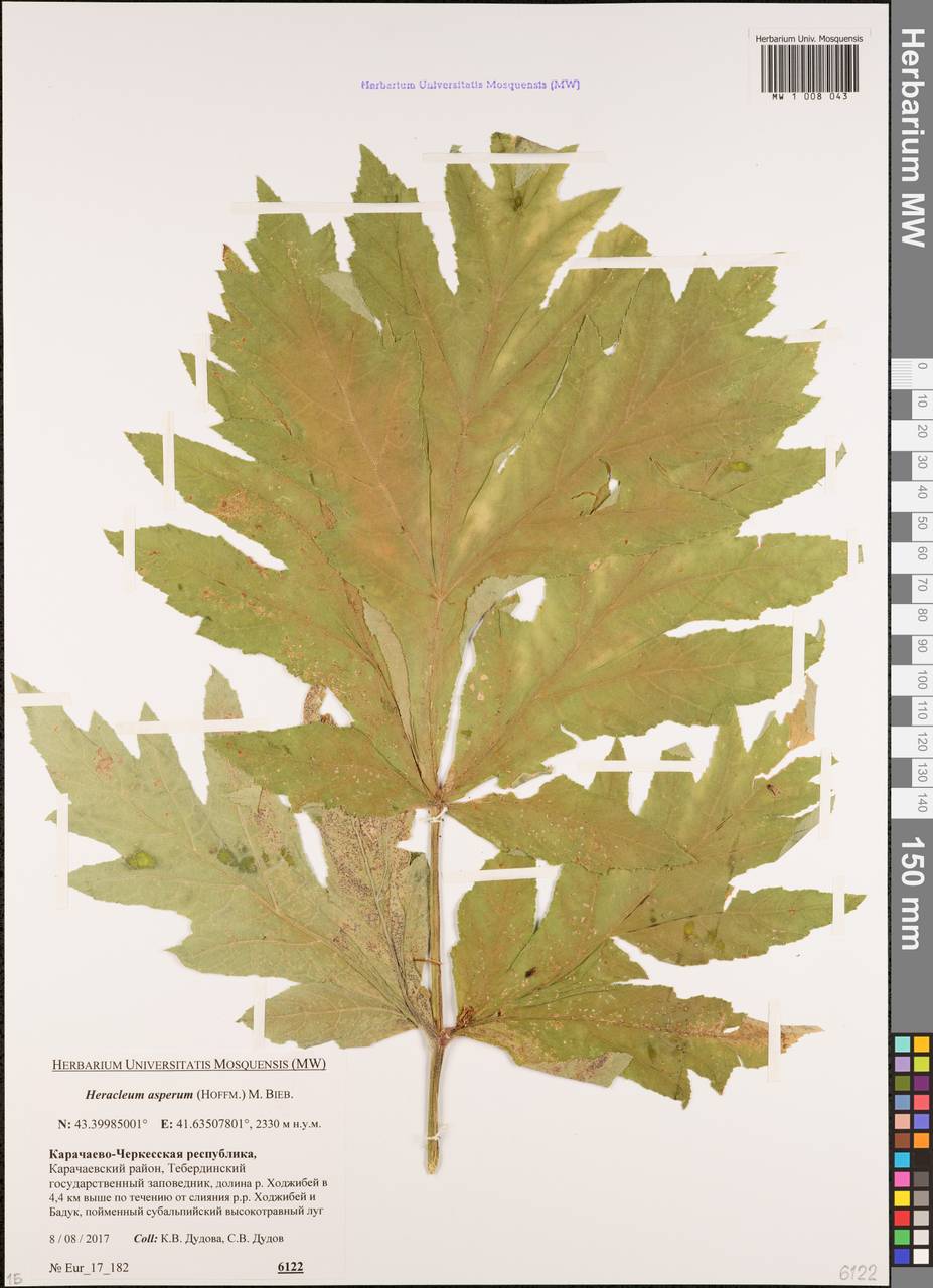 Борщевик жесткий (Hoffm.) M.Bieb., Кавказ, Ставропольский край, Карачаево-Черкесия, Кабардино-Балкария (K1b) (Россия)
