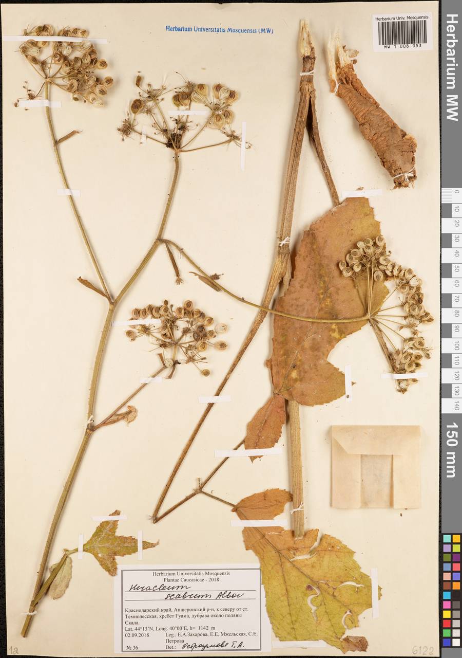 Борщевик шероховатый Albov, Кавказ, Краснодарский край и Адыгея (K1a) (Россия)