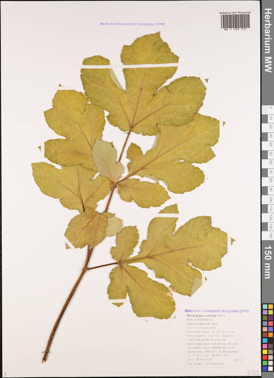 Борщевик шероховатый Albov, Кавказ, Черноморское побережье (от Новороссийска до Адлера) (K3) (Россия)