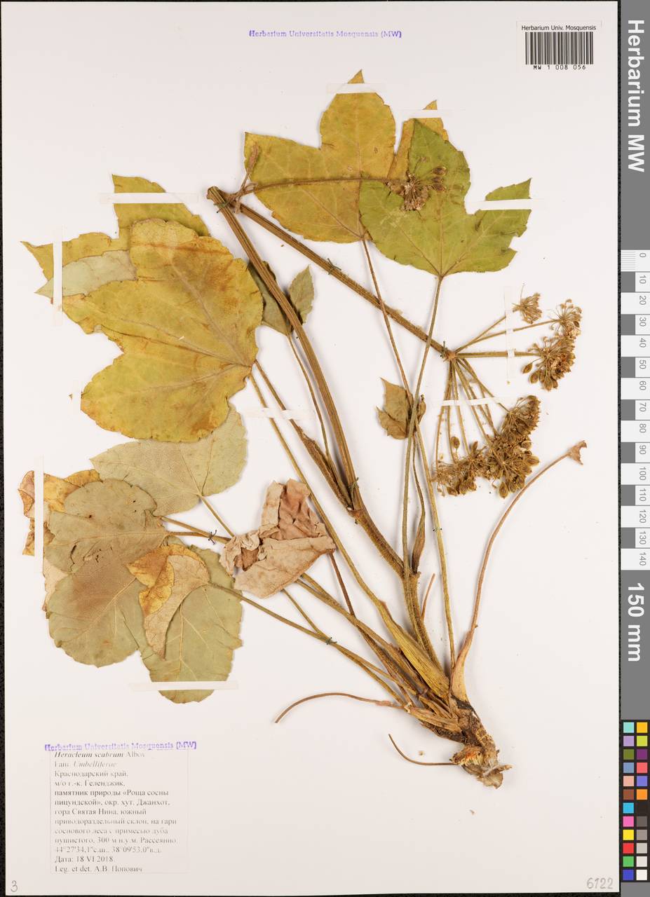 Борщевик шероховатый Albov, Кавказ, Черноморское побережье (от Новороссийска до Адлера) (K3) (Россия)