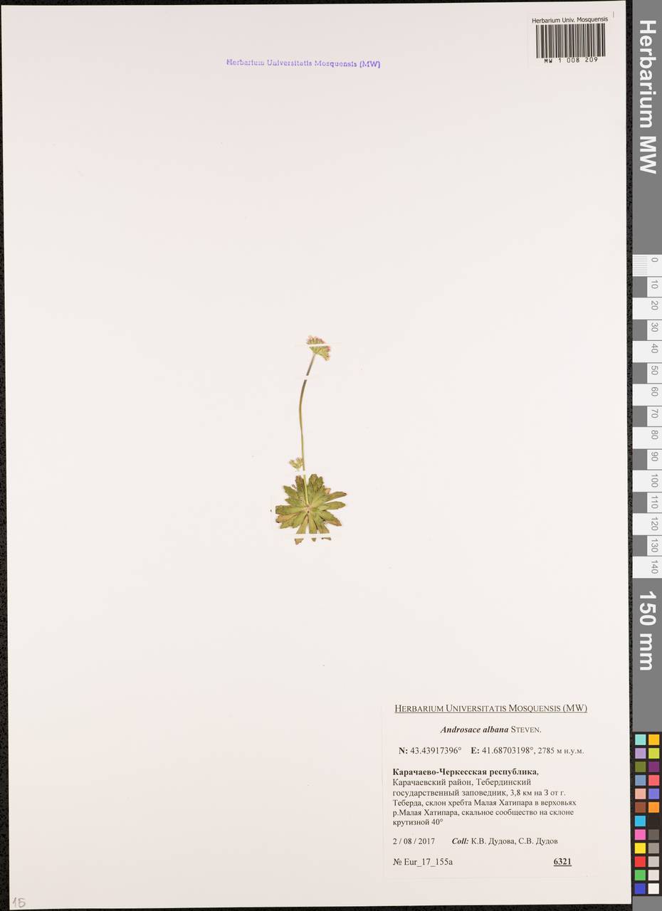 Проломник албанский Stev., Кавказ, Ставропольский край, Карачаево-Черкесия, Кабардино-Балкария (K1b) (Россия)