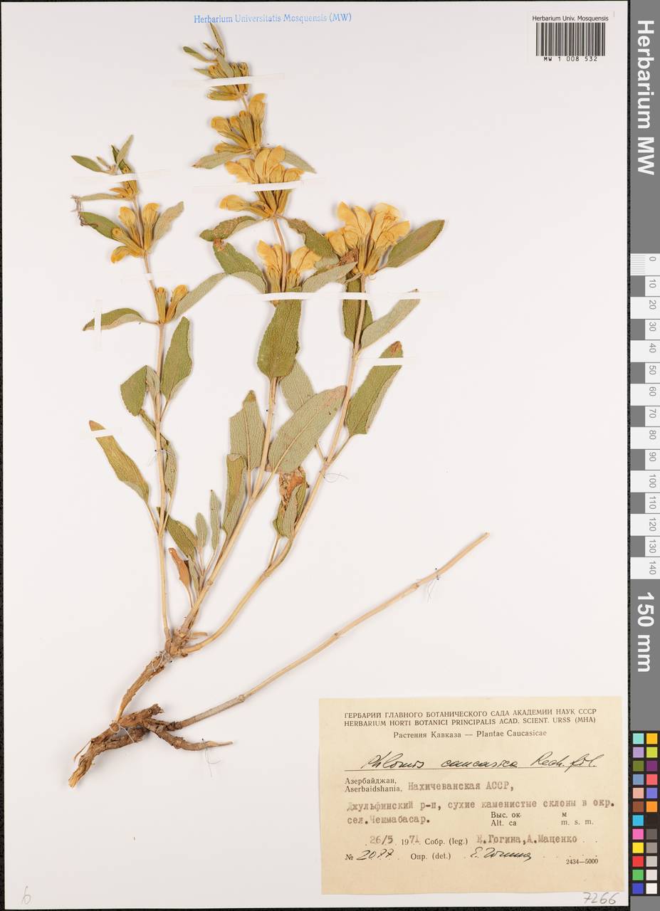 Зопник восточный Mill., Кавказ, Азербайджан (K6) (Азербайджан)