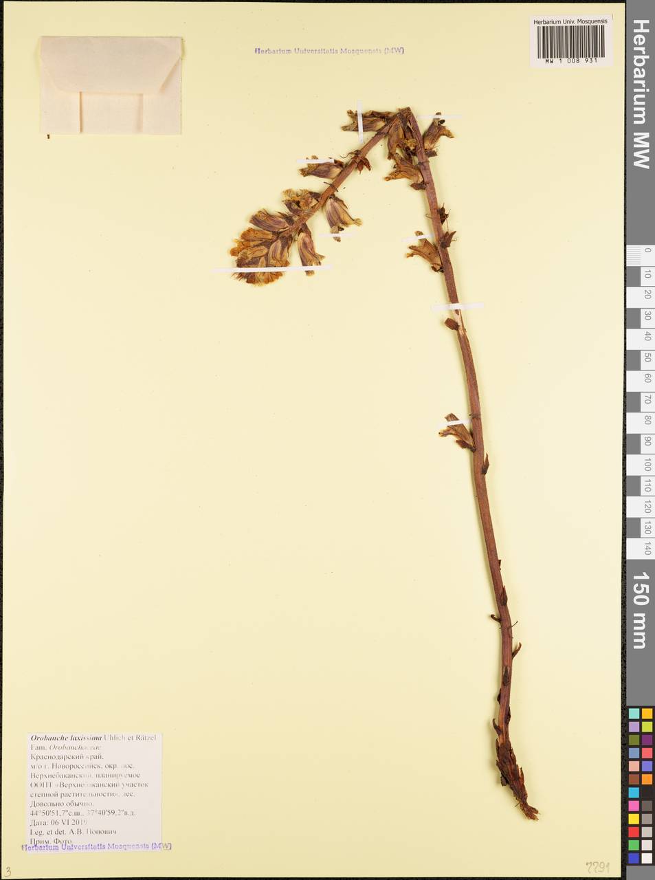 Orobanche laxissima Uhlich & Rätzel, Кавказ, Черноморское побережье (от Новороссийска до Адлера) (K3) (Россия)