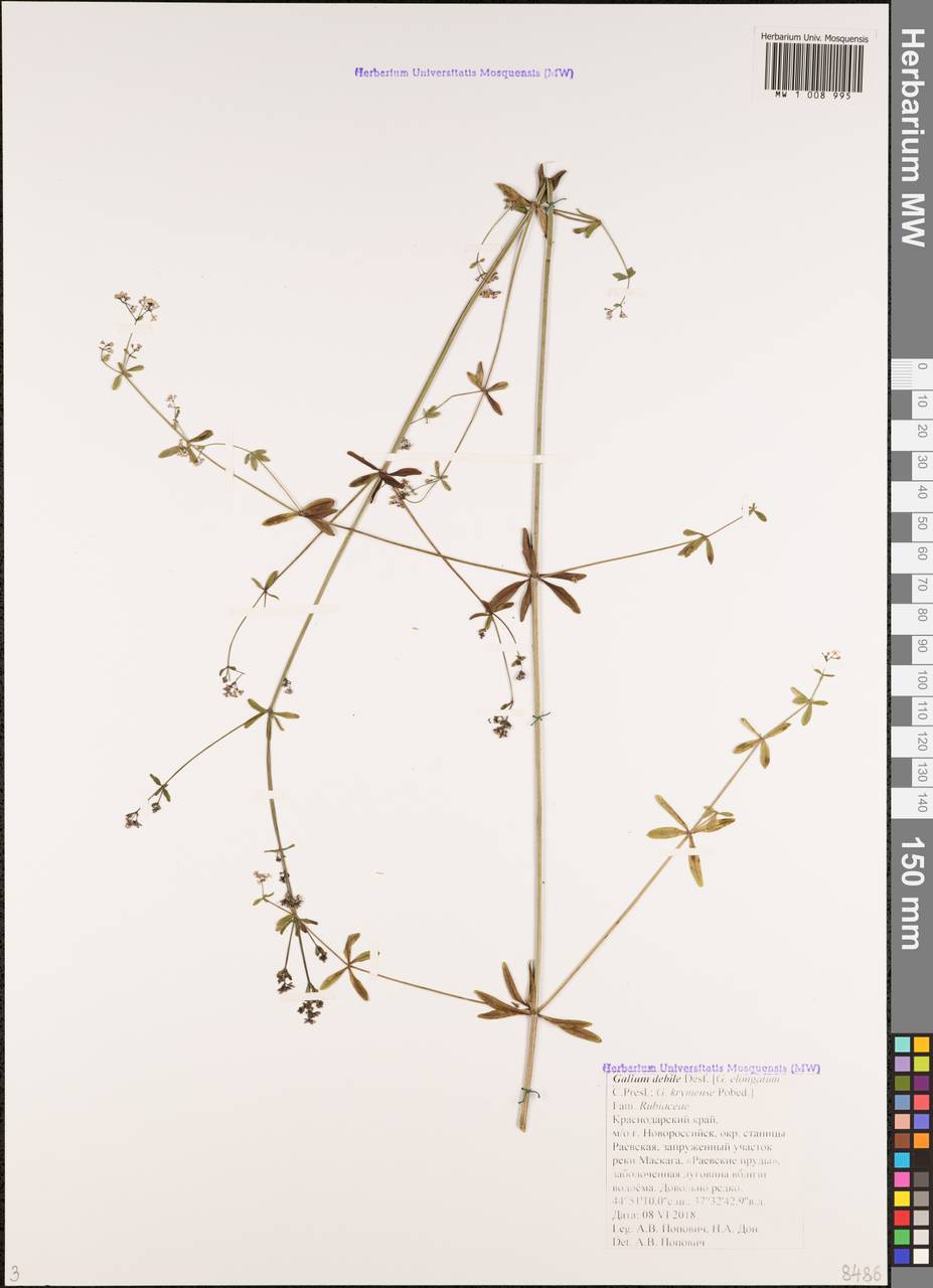 Подмаренник слабый Desv., Кавказ, Черноморское побережье (от Новороссийска до Адлера) (K3) (Россия)