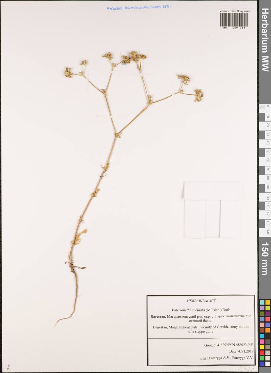 Валерианелла крючковатая (M. Bieb.) Dufr., Кавказ, Дагестан (K2) (Россия)