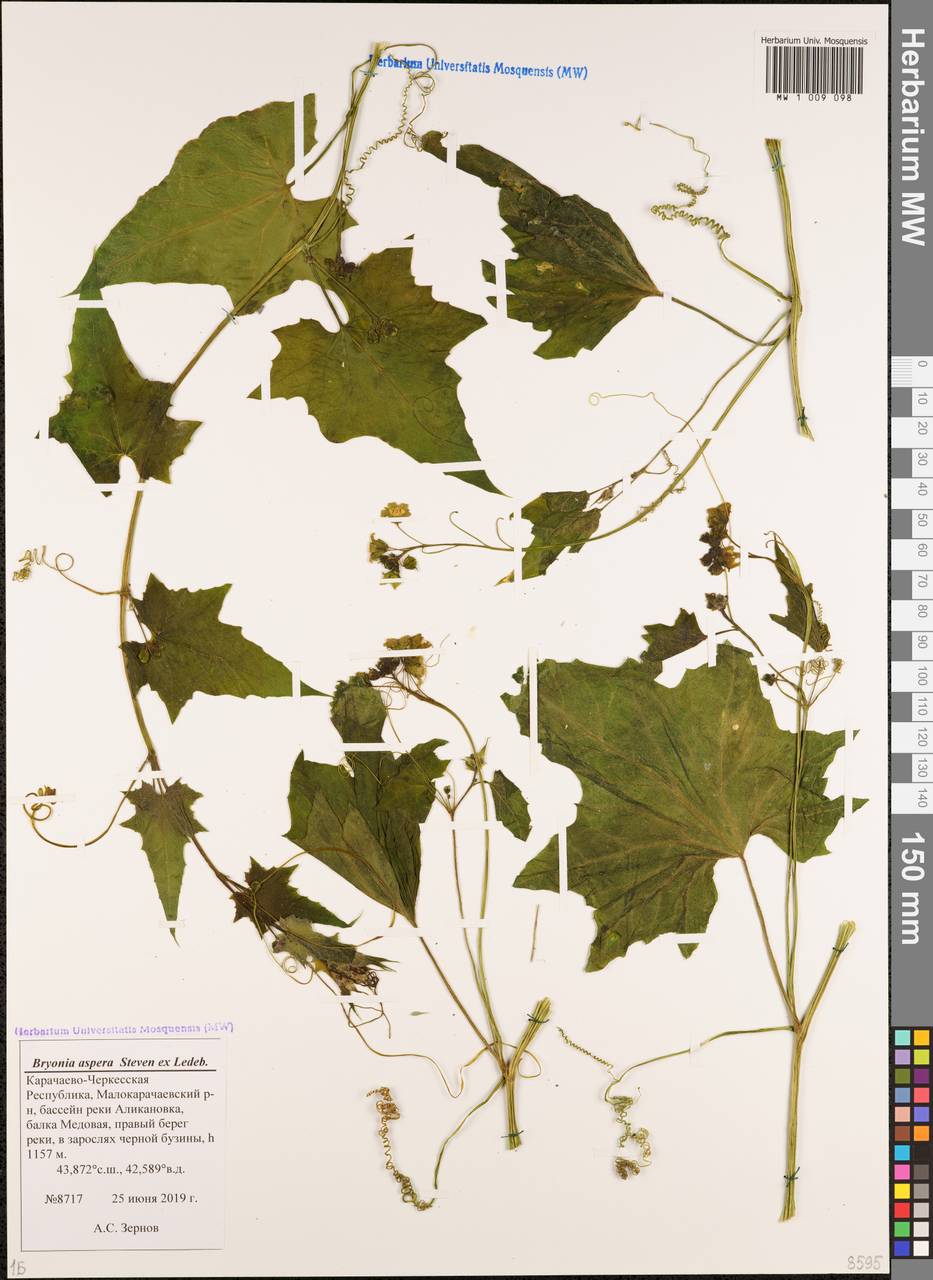 Переступень щетинистый Stev., Кавказ, Ставропольский край, Карачаево-Черкесия, Кабардино-Балкария (K1b) (Россия)
