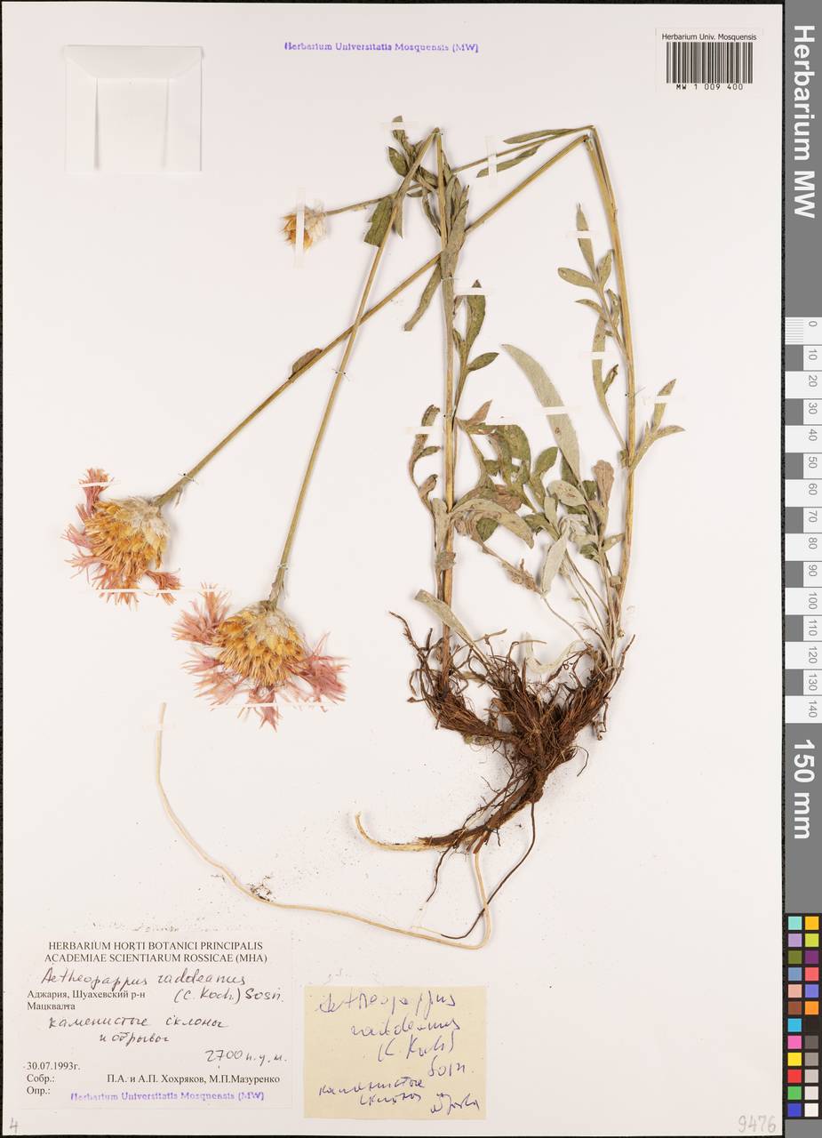 Псефеллюс красивейший (Willd.) Wagenitz, Кавказ, Грузия (K4) (Грузия)