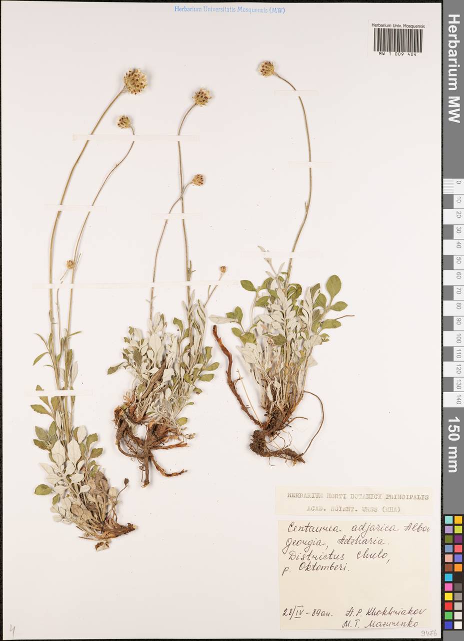 Psephellus adjaricus (Albov) Mikheev, Кавказ, Грузия (K4) (Грузия)