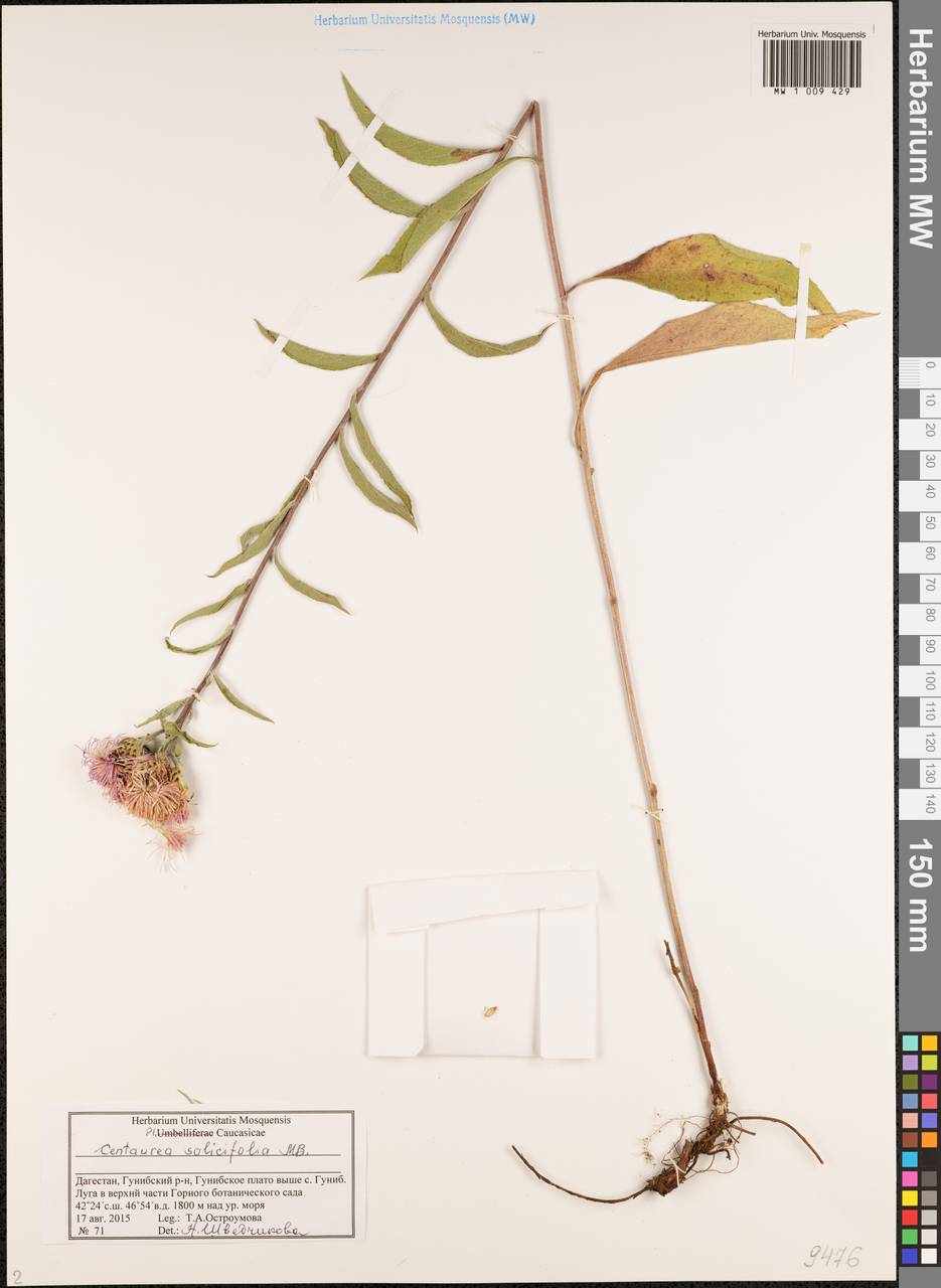 Centaurea phrygia subsp. salicifolia (M. Bieb. ex Willd.) Mikheev, Кавказ, Дагестан (K2) (Россия)