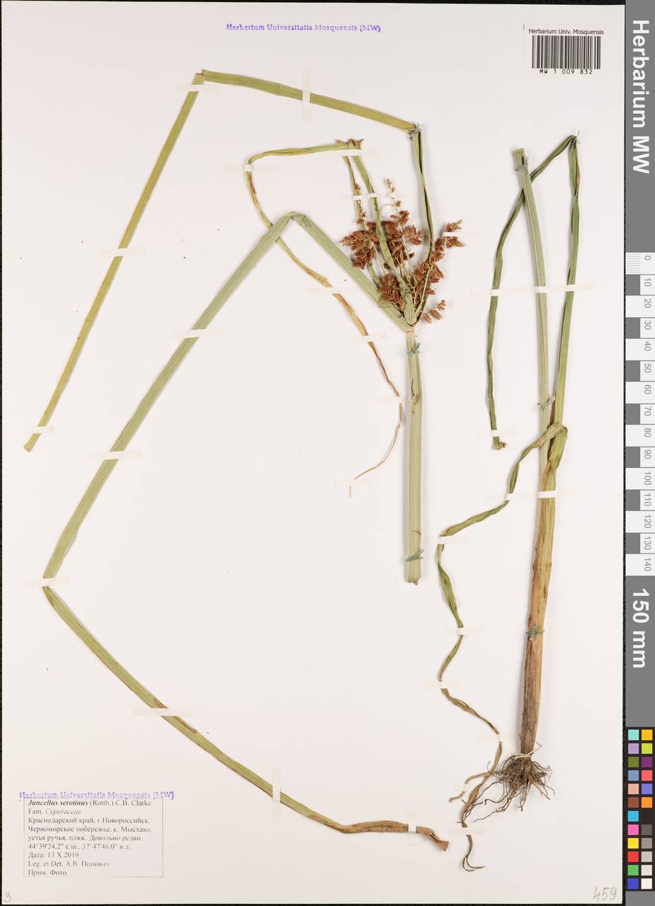 Сыть поздняя Rottb., Кавказ, Черноморское побережье (от Новороссийска до Адлера) (K3) (Россия)