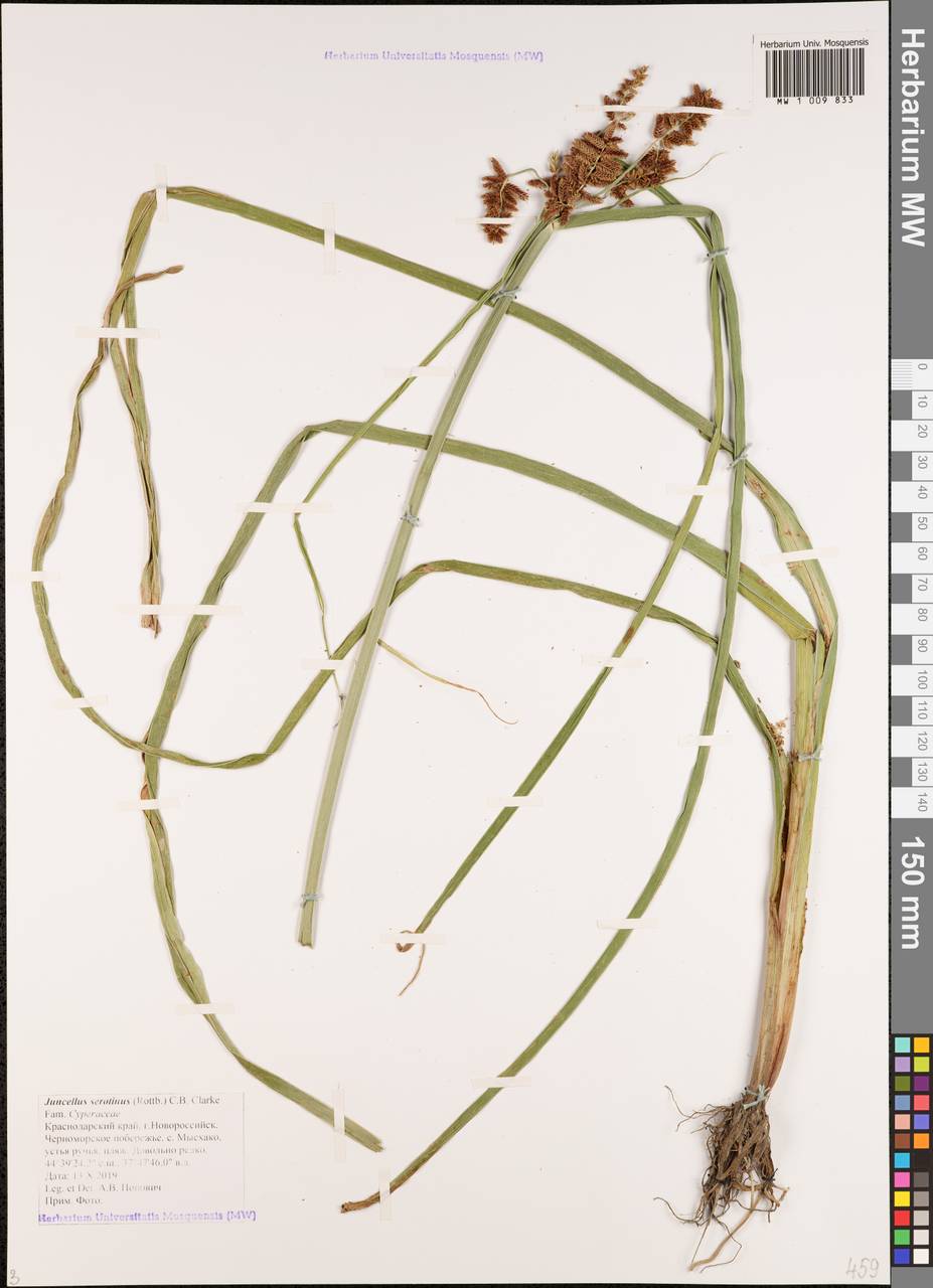 Сыть поздняя Rottb., Кавказ, Черноморское побережье (от Новороссийска до Адлера) (K3) (Россия)