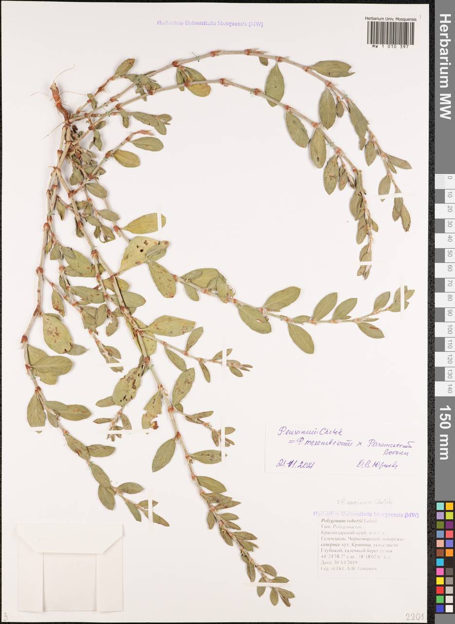 Polygonum mesembricum Chrtek, Кавказ, Черноморское побережье (от Новороссийска до Адлера) (K3) (Россия)