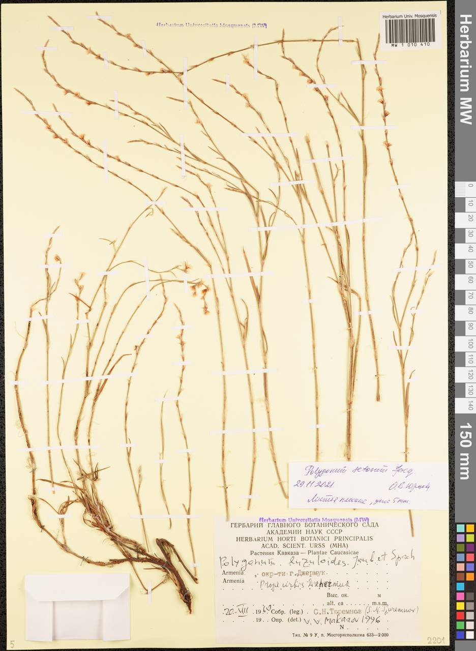 Polygonum setosum Jacq., Кавказ, Армения (K5) (Армения)