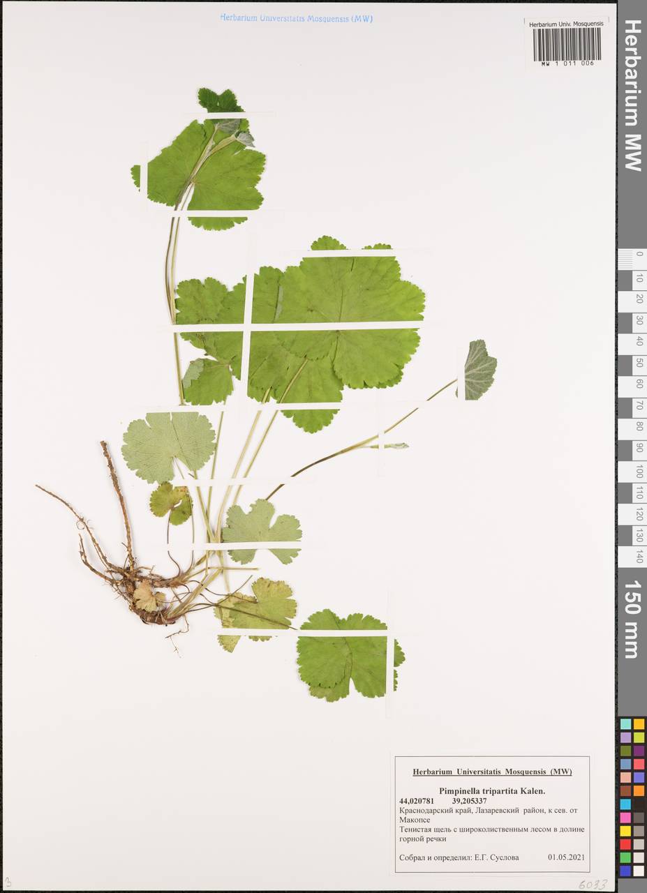 Бедренец трехраздельный Kalen., Кавказ, Черноморское побережье (от Новороссийска до Адлера) (K3) (Россия)