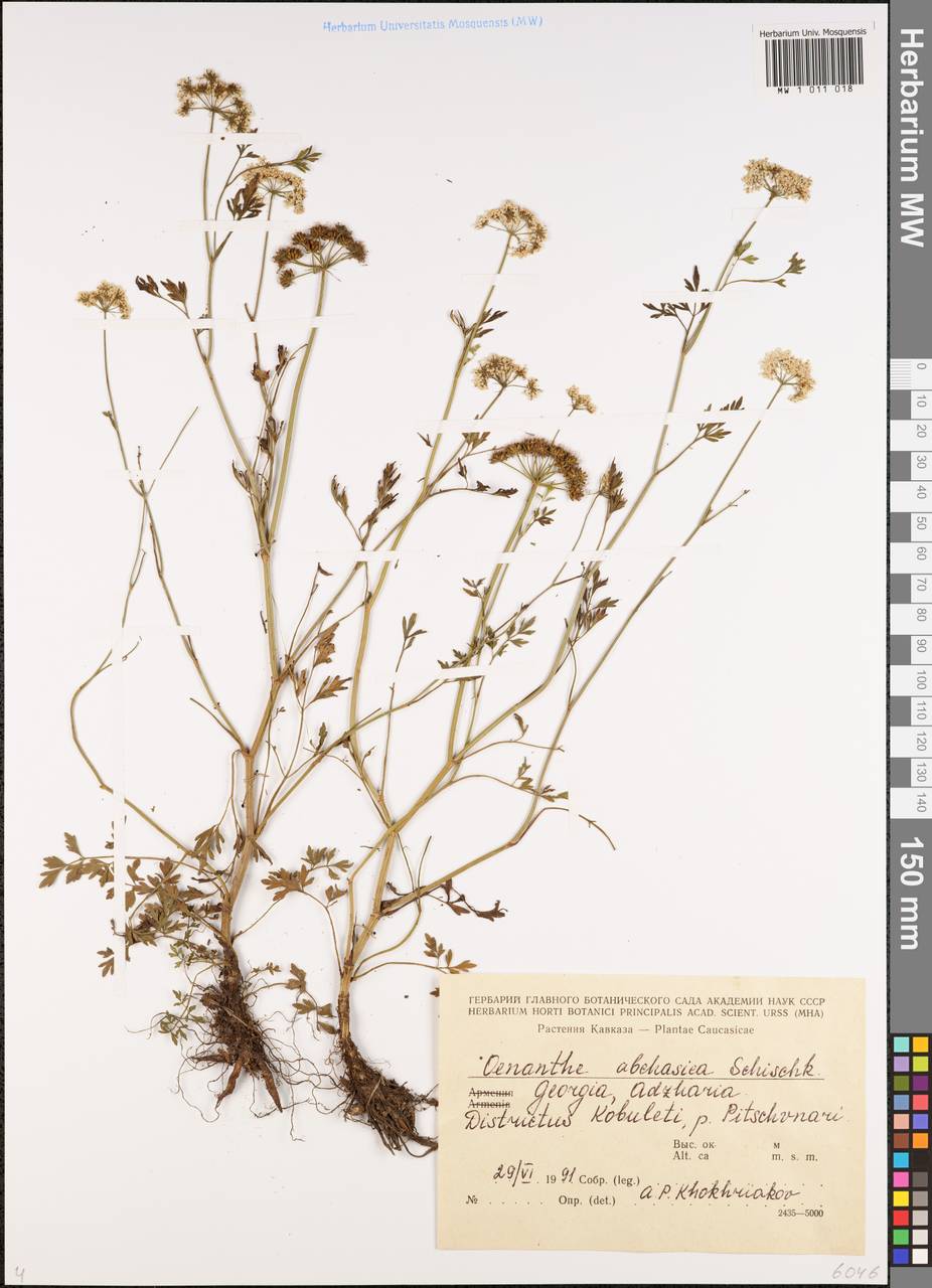 Oenanthe abchasica Schischk., Кавказ, Грузия (K4) (Грузия)