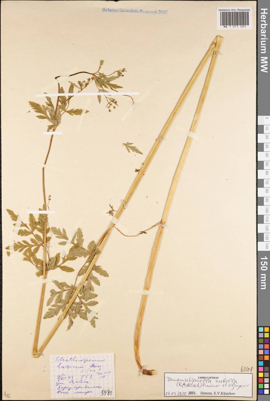 Tamamschjanella cruciata (Bornm. & H. Wolff) Pimenov & Zakharova, Кавказ, Ставропольский край, Карачаево-Черкесия, Кабардино-Балкария (K1b) (Россия)