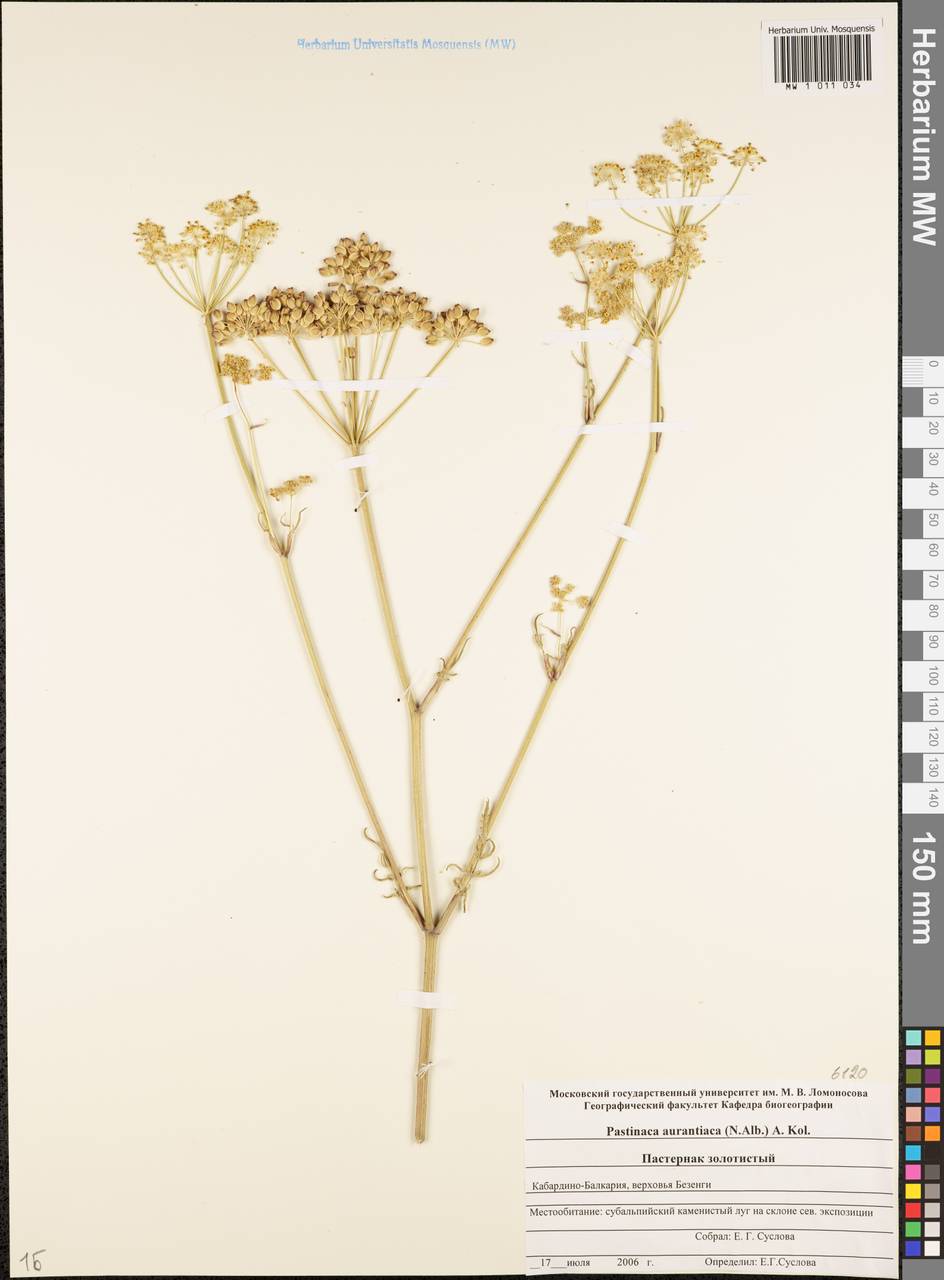 Пастернак оранжевый (Albov) Kolak., Кавказ, Ставропольский край, Карачаево-Черкесия, Кабардино-Балкария (K1b) (Россия)