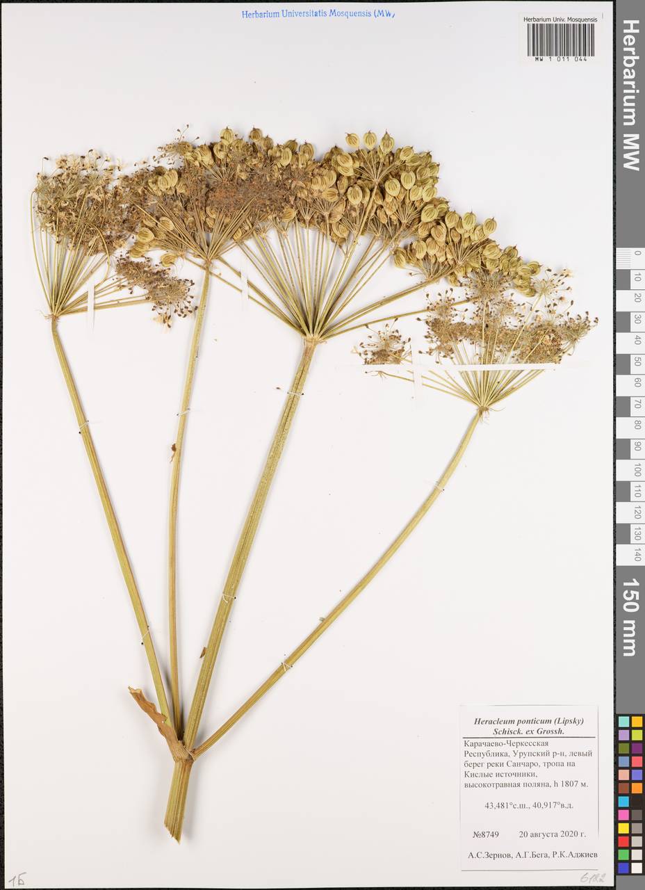 Борщевик понтийский (Lipsky) Schischk. ex Grossh., Кавказ, Ставропольский край, Карачаево-Черкесия, Кабардино-Балкария (K1b) (Россия)
