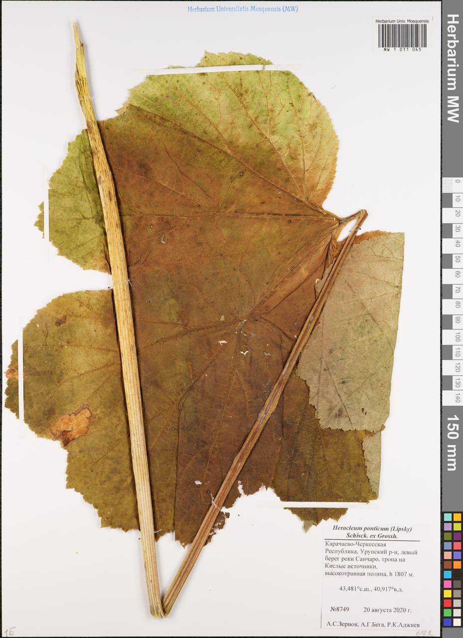 Борщевик понтийский (Lipsky) Schischk. ex Grossh., Кавказ, Ставропольский край, Карачаево-Черкесия, Кабардино-Балкария (K1b) (Россия)