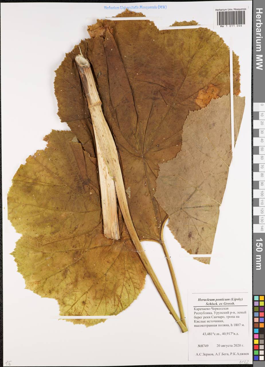 Борщевик понтийский (Lipsky) Schischk. ex Grossh., Кавказ, Ставропольский край, Карачаево-Черкесия, Кабардино-Балкария (K1b) (Россия)