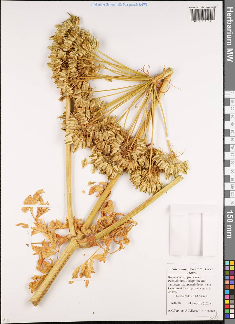 Лазурник Стевена (Fisch. & Trautv.) Wojew. & Spalik, Кавказ, Ставропольский край, Карачаево-Черкесия, Кабардино-Балкария (K1b) (Россия)