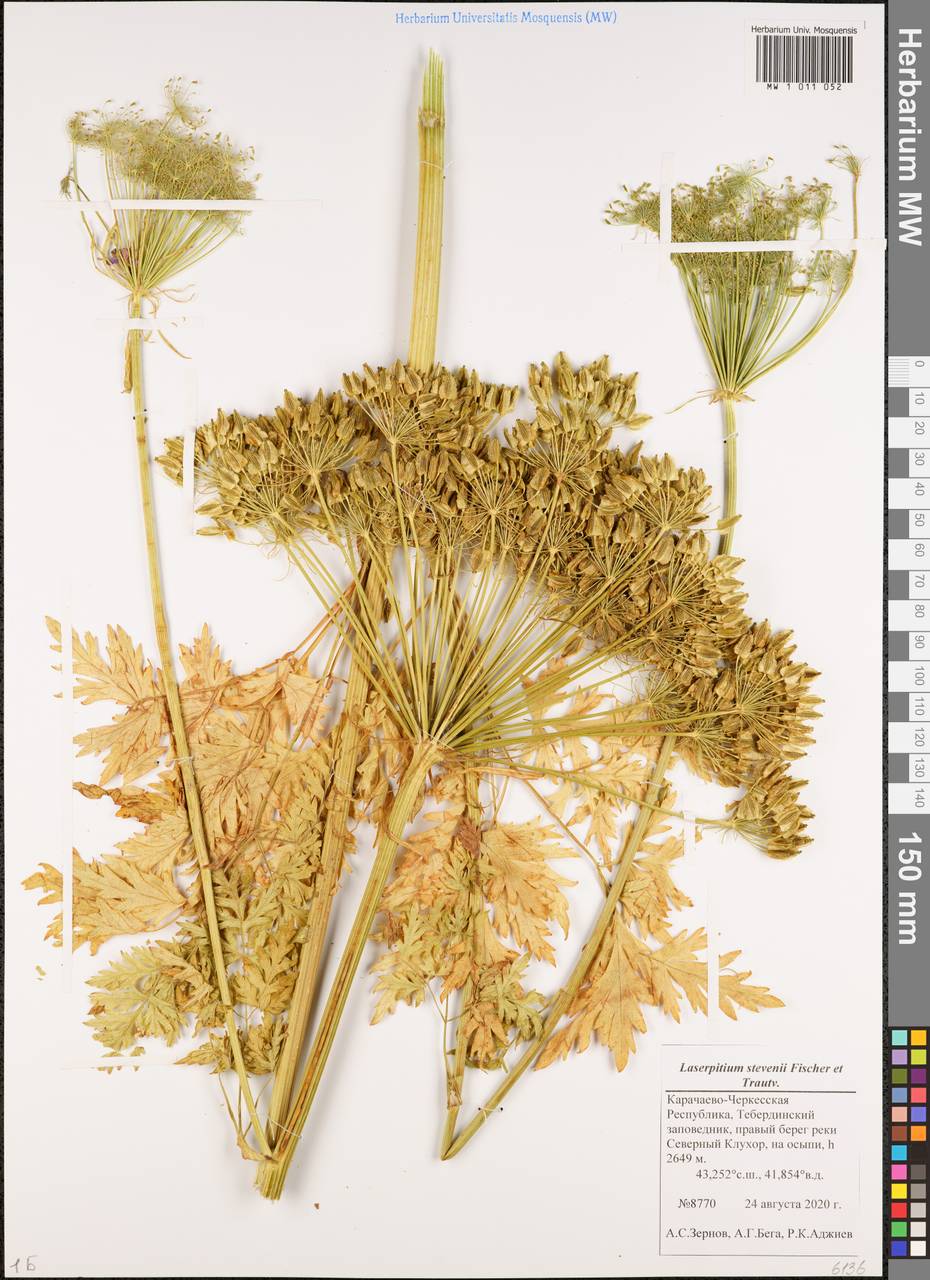 Лазурник Стевена (Fisch. & Trautv.) Wojew. & Spalik, Кавказ, Ставропольский край, Карачаево-Черкесия, Кабардино-Балкария (K1b) (Россия)