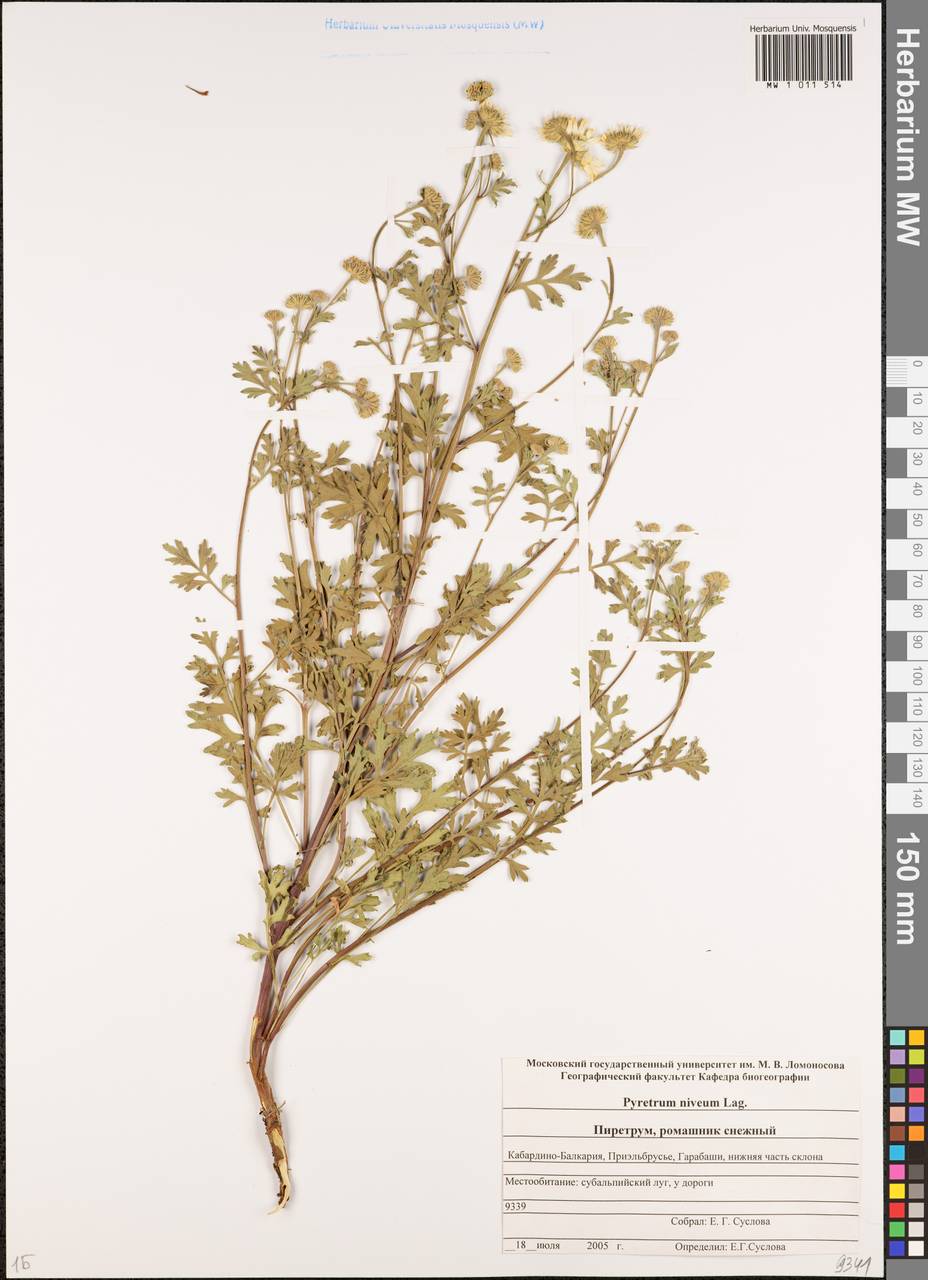 Tanacetum niveum (Lag.) Sch. Bip., Кавказ, Ставропольский край, Карачаево-Черкесия, Кабардино-Балкария (K1b) (Россия)