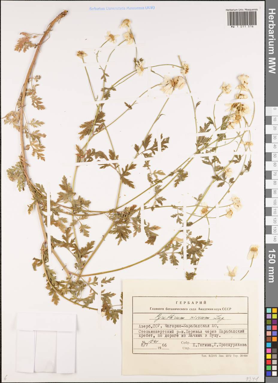 Tanacetum niveum (Lag.) Sch. Bip., Кавказ, Азербайджан (K6) (Азербайджан)