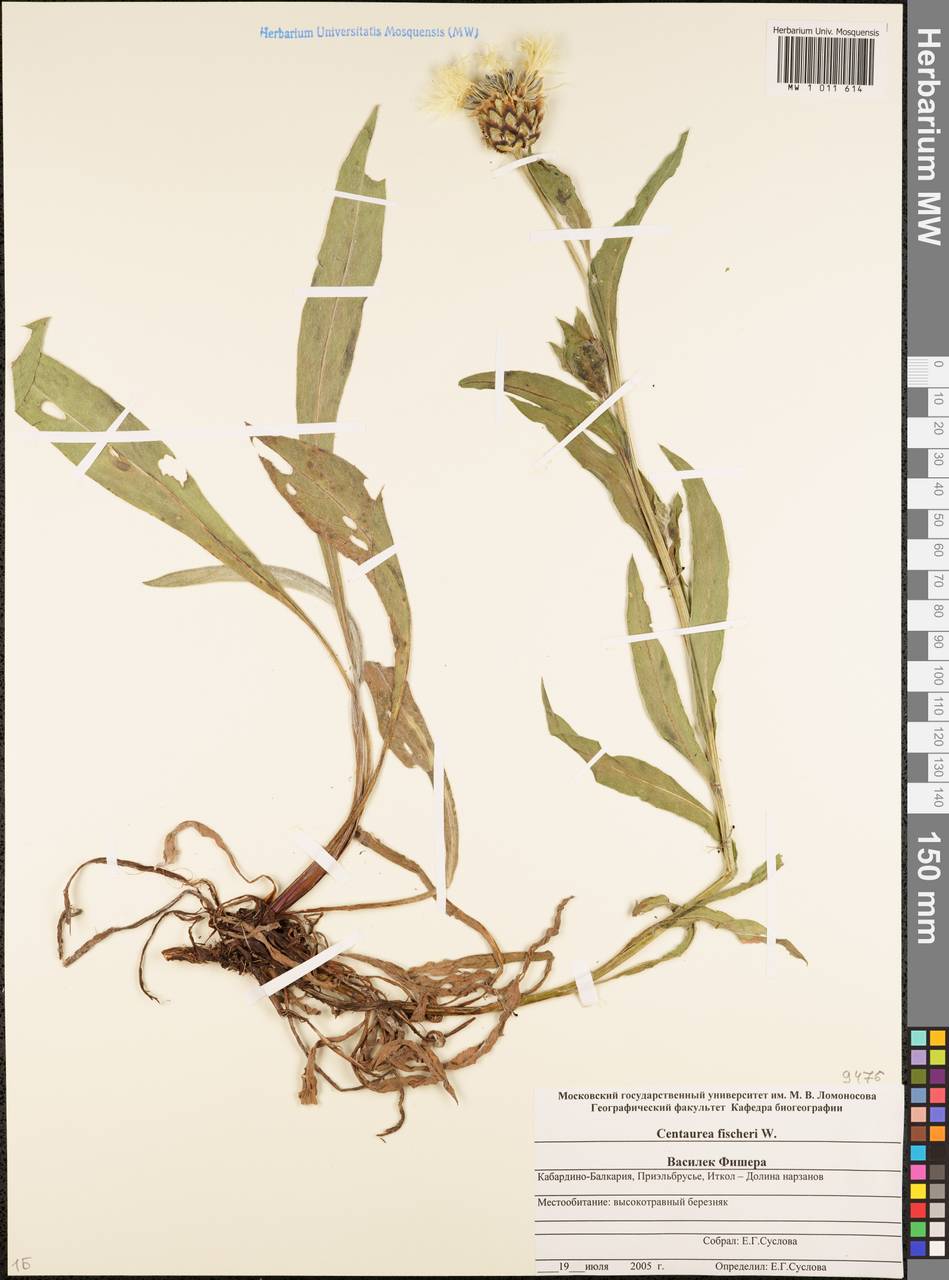 Centaurea cheiranthifolia subsp. cheiranthifolia, Кавказ, Ставропольский край, Карачаево-Черкесия, Кабардино-Балкария (K1b) (Россия)