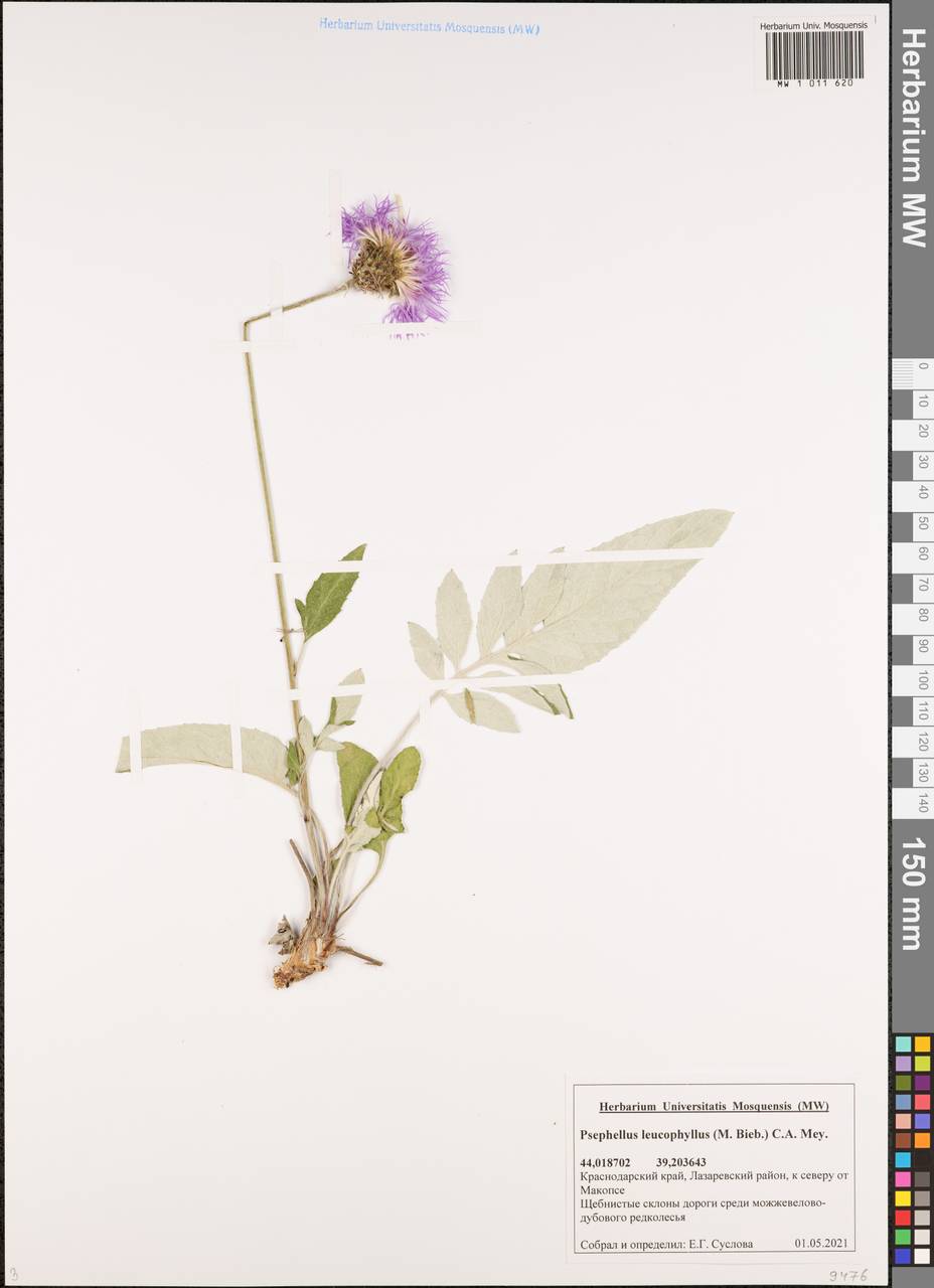 Псефеллюс белолистный (M. Bieb.) C. A. Mey., Кавказ, Черноморское побережье (от Новороссийска до Адлера) (K3) (Россия)