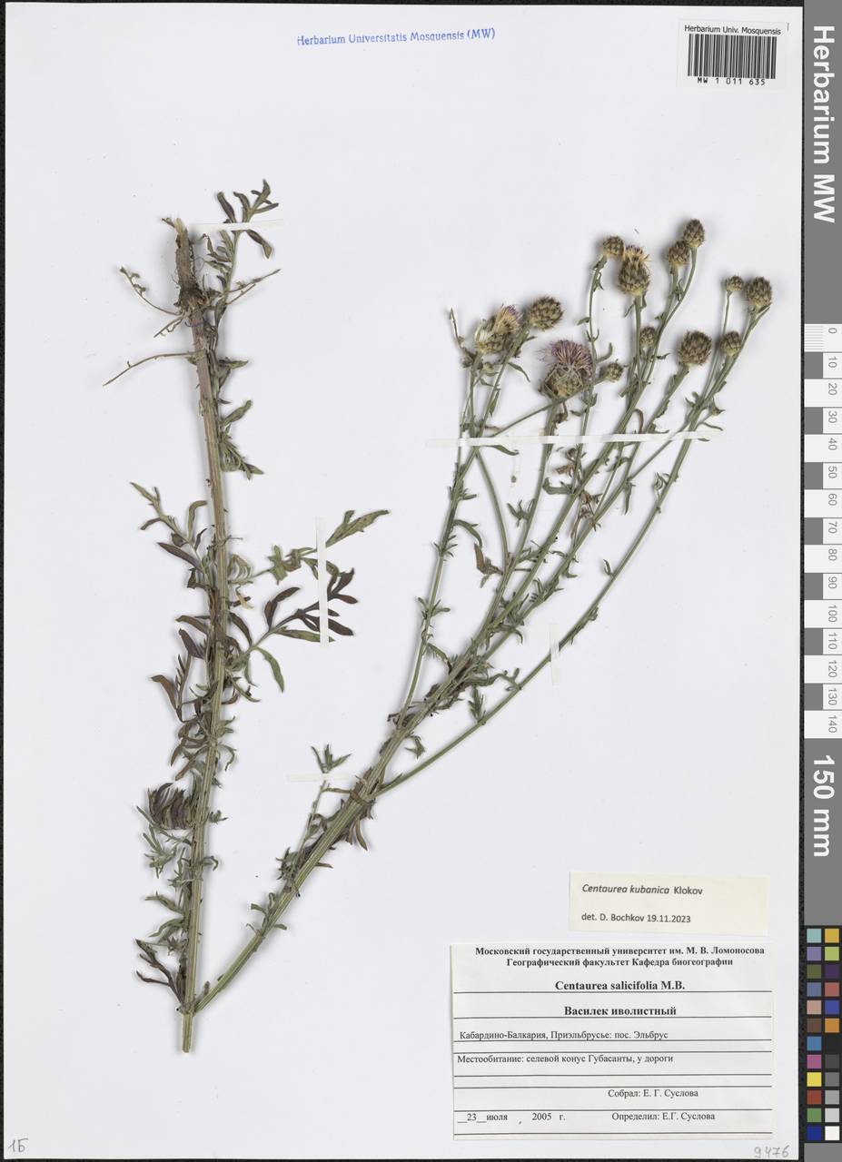 Centaurea kemulariae Dumbadze, Кавказ, Ставропольский край, Карачаево-Черкесия, Кабардино-Балкария (K1b) (Россия)