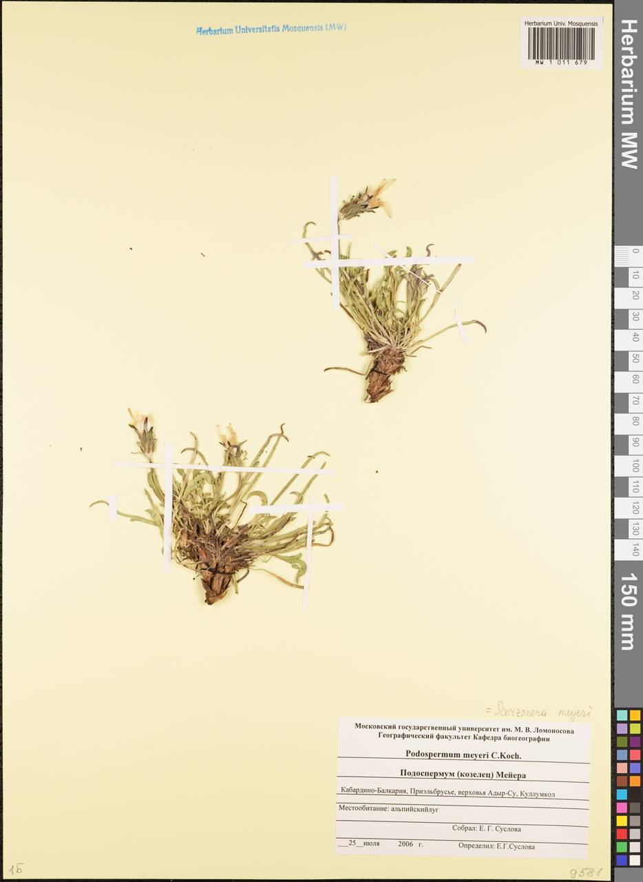 Козелец Мейера (K. Koch) Lipsch., Кавказ, Ставропольский край, Карачаево-Черкесия, Кабардино-Балкария (K1b) (Россия)