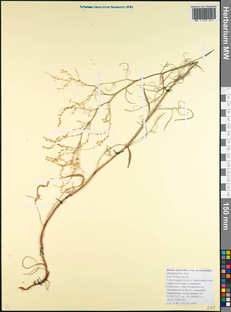 Щавель щавельковидный (Balansa) Den Nijs, Кавказ, Краснодарский край и Адыгея (K1a) (Россия)