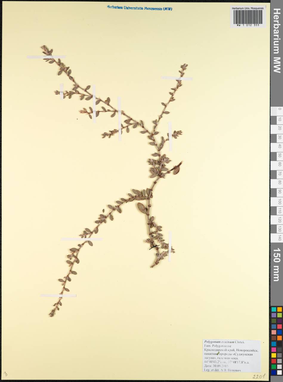 Polygonum mesembricum Chrtek, Кавказ, Черноморское побережье (от Новороссийска до Адлера) (K3) (Россия)