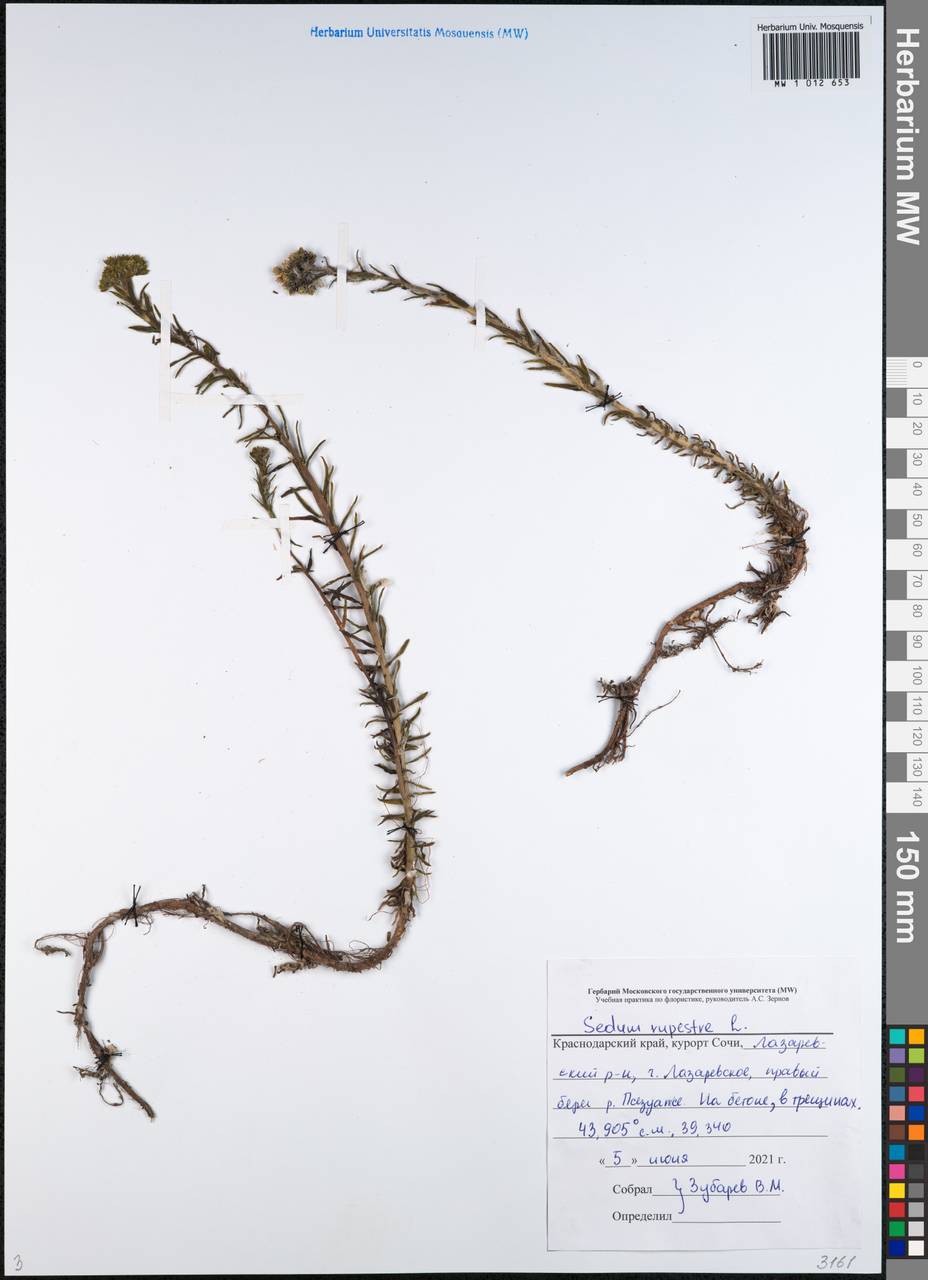 Очиток скальный, Кавказ, Черноморское побережье (от Новороссийска до Адлера) (K3) (Россия)