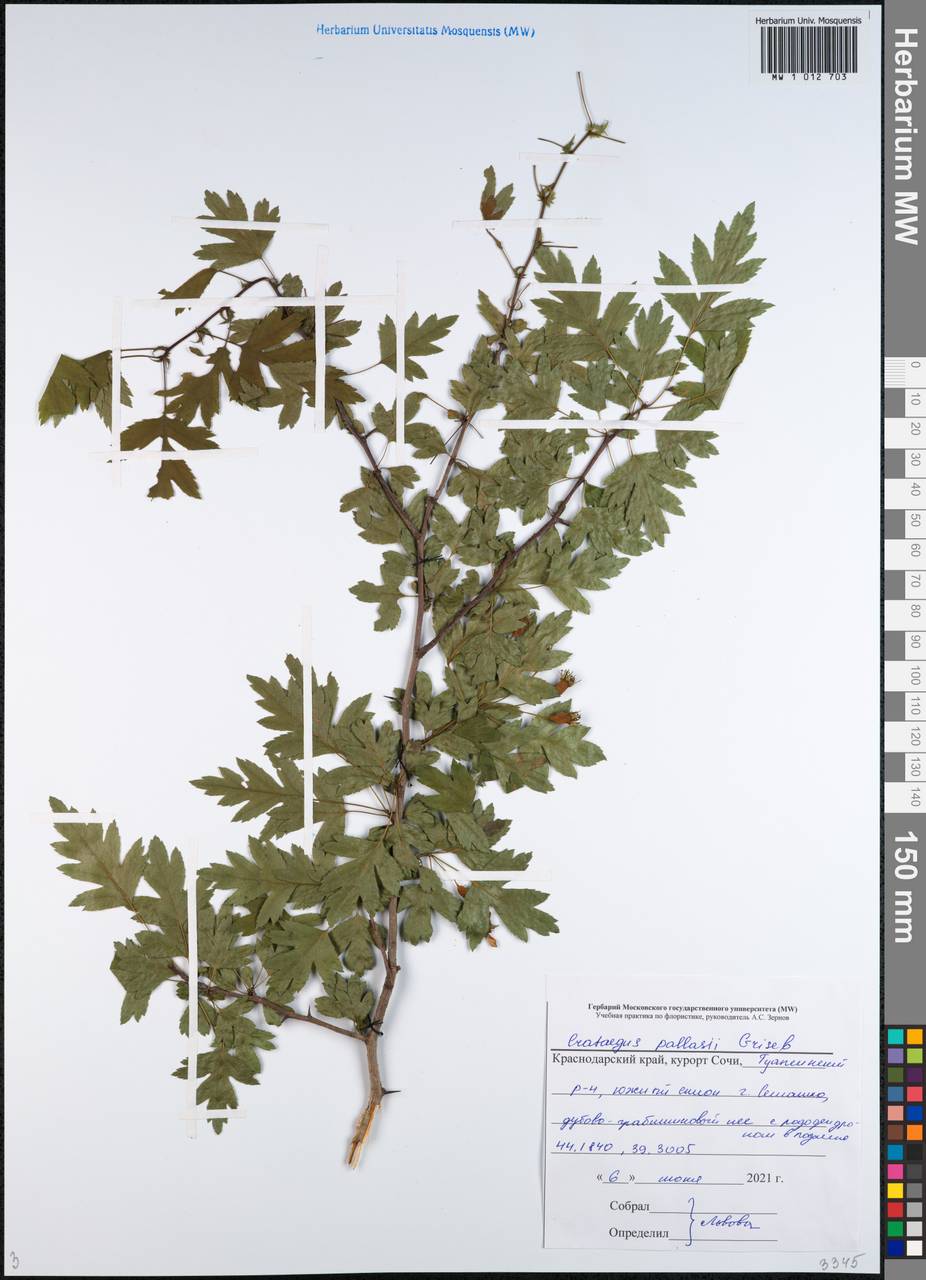 Боярышник Палласа Griseb., Кавказ, Черноморское побережье (от Новороссийска до Адлера) (K3) (Россия)