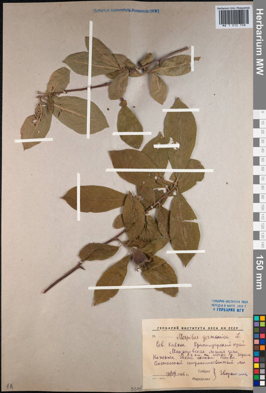 MW1012708, Mespilus germanica (Мушмула германская), specimen