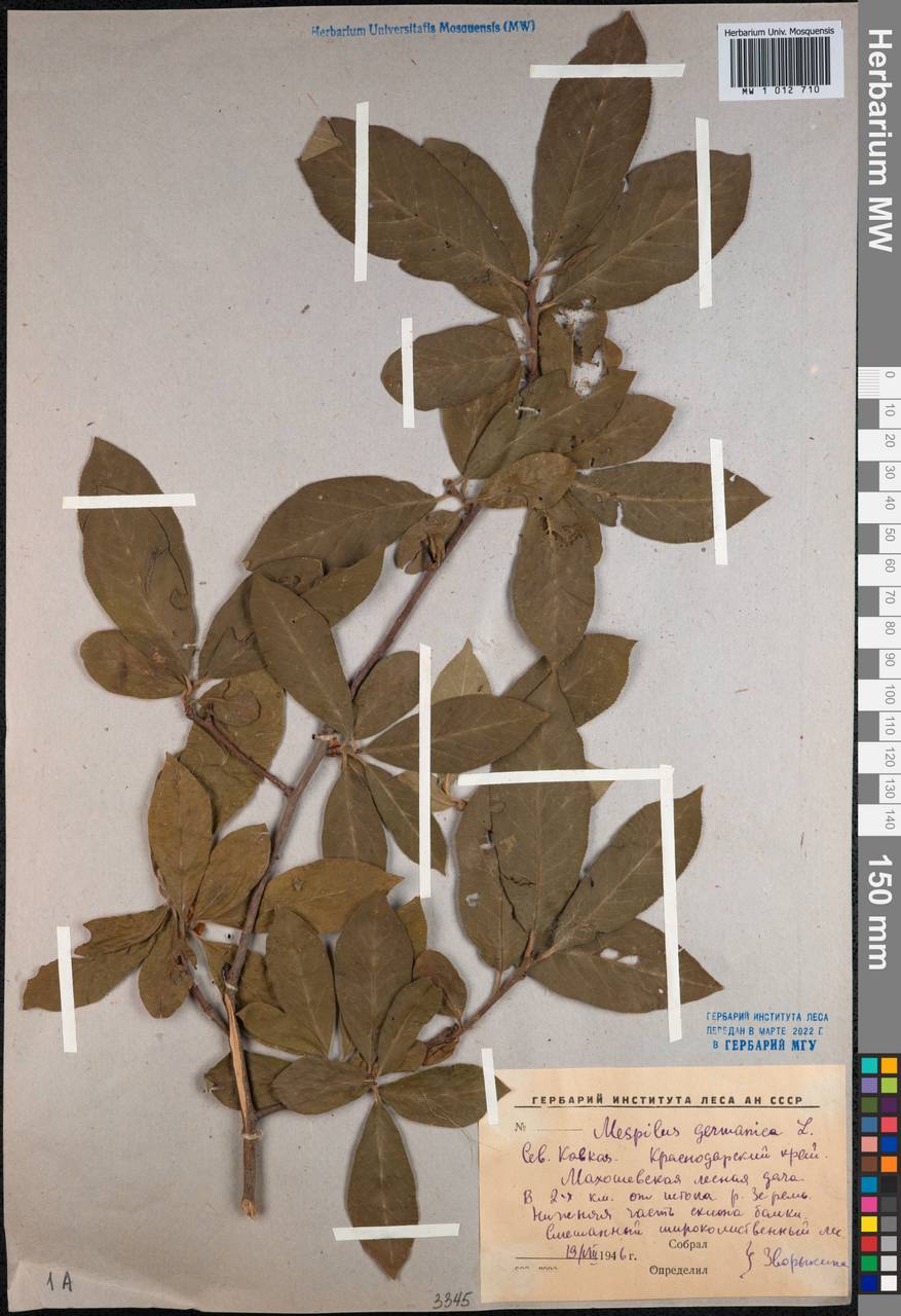MW1012710, Mespilus germanica (Мушмула германская), specimen
