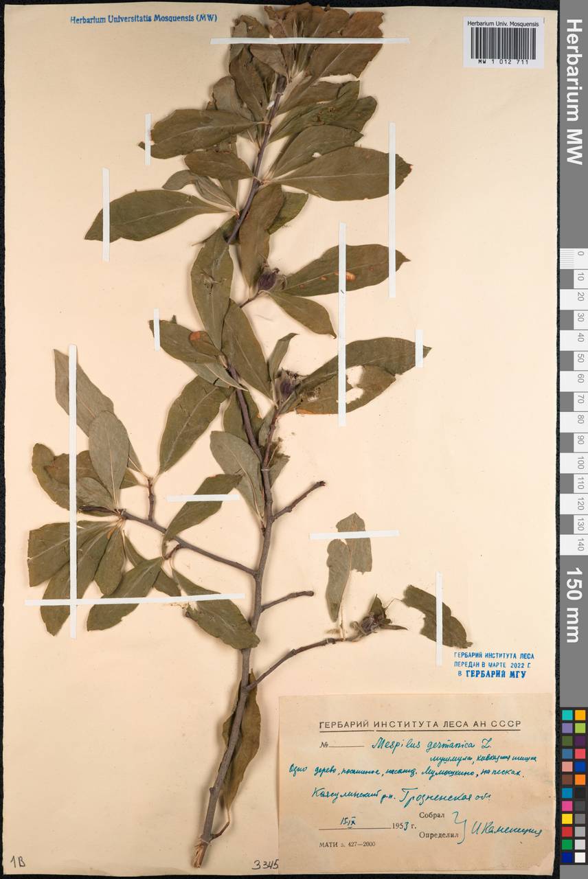 MW1012711, Mespilus germanica (Мушмула германская), specimen