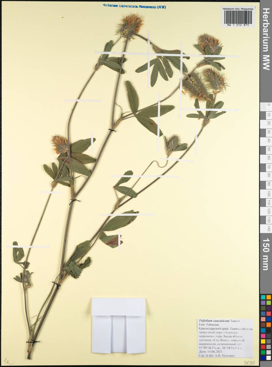 Trifolium ochroleucon subsp. ochroleucon, Кавказ, Краснодарский край и Адыгея (K1a) (Россия)