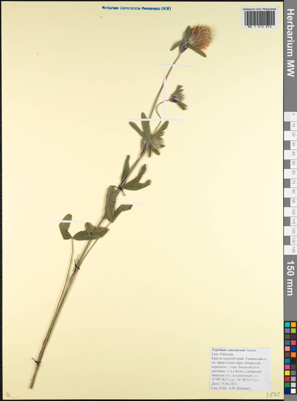 Trifolium ochroleucon subsp. ochroleucon, Кавказ, Краснодарский край и Адыгея (K1a) (Россия)